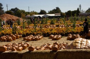 uesigi pumpkin patch from their website